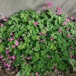 Oxalis debilis 葉