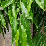 Monoon longifolium Leaf