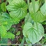 Piper umbellatum Leaf