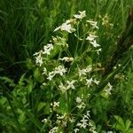 Galium albumCvet