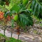 Artocarpus altilis Folha