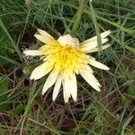 Scorzonera aristata Flower