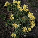 Argyranthemum maderense Цвят