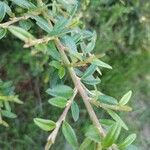 Cotoneaster integrifolius Schors