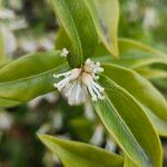 Sarcococca orientalis Květ