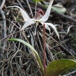 Erythronium dens-canisКвітка