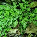 Asplenium cuneifolium Blatt