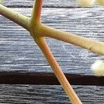 Tetradium daniellii Rinde