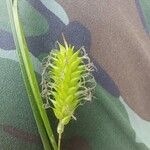 Carex vesicaria Kvet