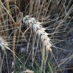 Triticum turgidum Fruto