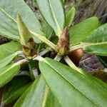 Rhododendron principis Hoja
