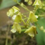 Polystachya odorata Flower