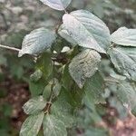 Euonymus verrucosus Leaf