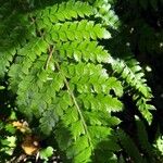 Polystichum polyblepharum Hoja