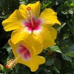 Hibiscus ovalifolius Blodyn