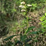 Chimaphila umbellata Habitatea