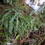 Asplenium viride Sonstige