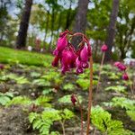 Dicentra formosa 花
