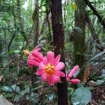 Passiflora amoena Blüte