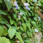 Thunbergia grandiflora आदत