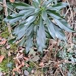 Daphne laureola Celota