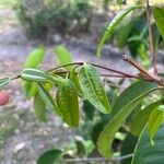 Syzygium grande Feuille