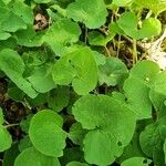 Asarum canadense Liść