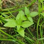 Veronica americana Blad