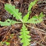 Cirsium filipendulum Leaf