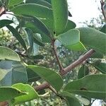 Ximenia caffra Ravina