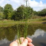 Fimbristylis autumnalis Habitat