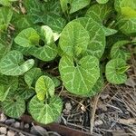 Aristolochia fimbriataपत्ता