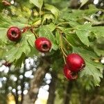 Crataegus monogyna Frucht