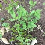 Cleome dodecandra Leaf