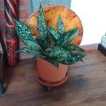 Aglaonema costatum Blatt