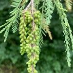 Taxodium distichum叶