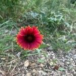 Gaillardia pulchellaŽiedas