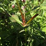 Persicaria maculata