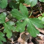 Sanicula europaea Hoja