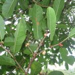 Ficus costaricana Feuille