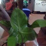 Philodendron panduriforme Folha
