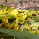 Bulbophyllum sandersonii Flor