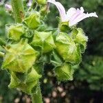 Malva multiflora Fruto