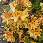 Rhododendron luteum Flower