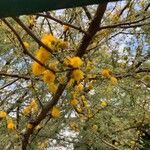 Vachellia caven Συνήθη χαρακτηριστικά