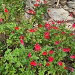 Salvia microphylla ᱛᱟᱦᱮᱸ