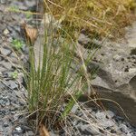 Carex myosuroides Buveinė