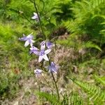 Campanula rapunculusFlor