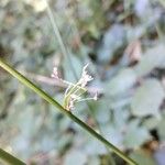 Juncus effususFrugt