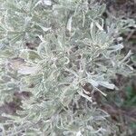 Artemisia tridentata 葉